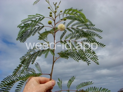 jumbie-bean-tree